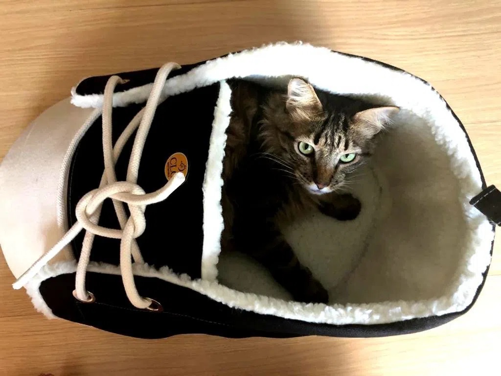 CAMINHA PARA PET ESTILO TENIS - Imagem 3